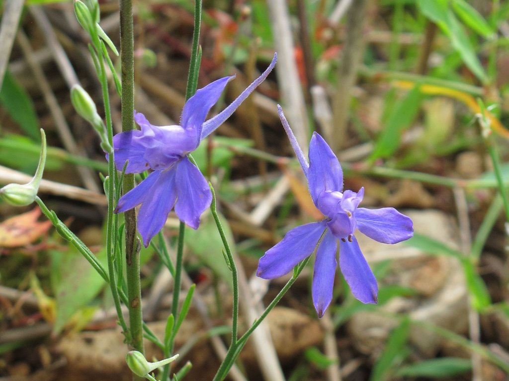 Delphinium consolida